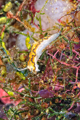 The beautiful colors of nudibranches