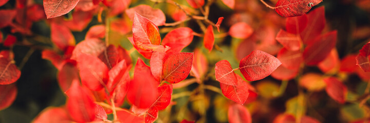 autumn bush with blueberry leaves. vaccinium corymbosum leaves bright burgundy red color in the garden in fall. gardening and nature concept. natural beautiful colors of autumn. banner