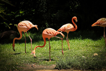 Flock of Pink Caribbean flamingos
