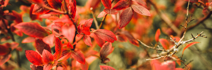 autumn bush with blueberry leaves. vaccinium corymbosum leaves bright burgundy red color in the garden in fall. gardening and nature concept. natural beautiful colors of autumn. banner