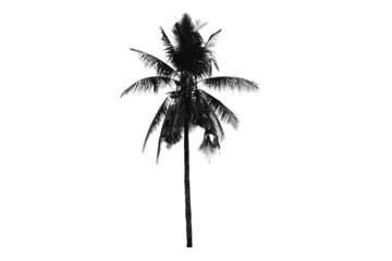 Silhouette of coconut tree isolated tropical plants, Thailand.