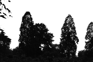 trees silhouette black and white