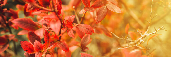 Naklejka na ściany i meble autumn bush with blueberry leaves. vaccinium corymbosum leaves bright burgundy red color in the garden in fall. gardening and nature concept. natural beautiful colors of autumn. banner. flare