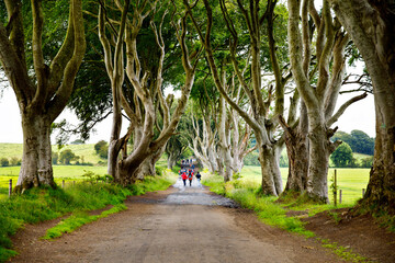 Spectacular Dark Hedges in County Antrim, Northern Ireland on cloudy foggy day. Avenue of beech trees along Bregagh Road between Armoy and Stranocum. Empty road without tourists
