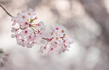 cherry blossom