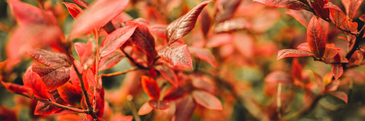 Naklejka na ściany i meble autumn bush with blueberry leaves. vaccinium corymbosum leaves bright burgundy red color in the garden in fall. gardening and nature concept. natural beautiful colors of autumn. banner