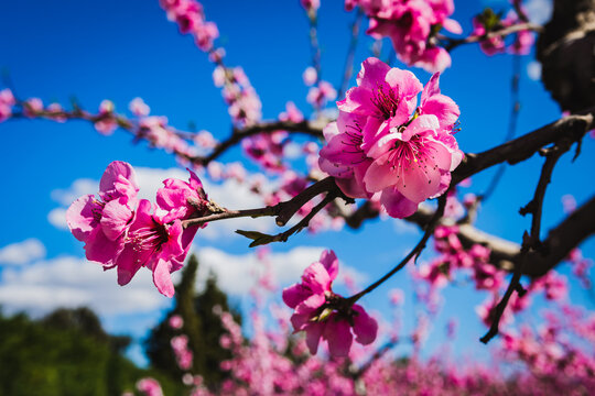 Pink flowers (Bloosom fruit trees in the spring)