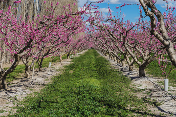 Bloosom fruit trees in the spring. (cherry trees field)