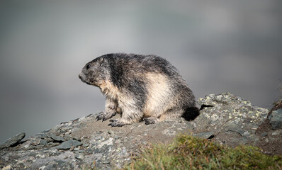 Alpine marmot resting on stone in Hohe tauern National Park late summer