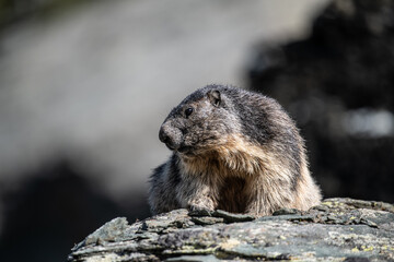Alpine marmot resting on stone in Hohe tauern National Park late summer