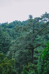 nature wallpaper
