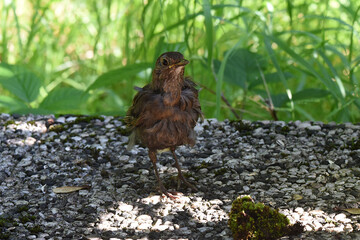 Amsel