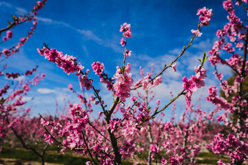Pink flowers against sky