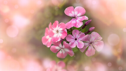 pink flowers  in the garden with a nice bokeh background