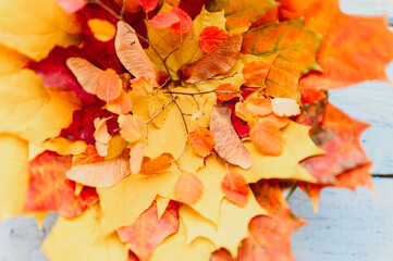 Fototapeta na wymiar a bunch of red and yellow dry autumn maple leaves and fall twigs on a blue wooden background