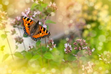 butterfly on flower in a wonderful bokeh background