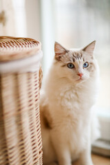 Ragdoll cat
