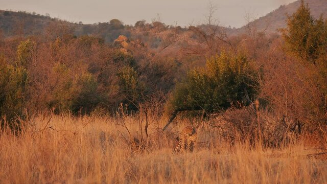 Cheetah in tall grass landscape shakes, stretches, then walks away, disappearing among camouflaged grass at dusk