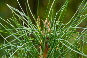 the top of the Siberian pine sprout
