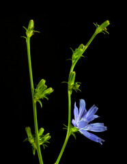 two sprigs of chicory