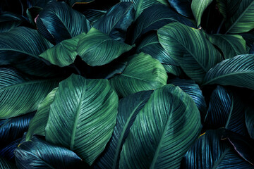 Full Frame of Green Leaves Pattern Background, Nature Lush Foliage Leaf  Texture , tropical leaf