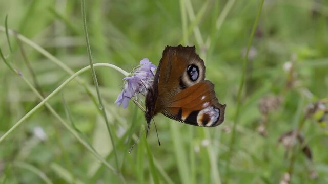 Peacock Butterfly on Field Scabious