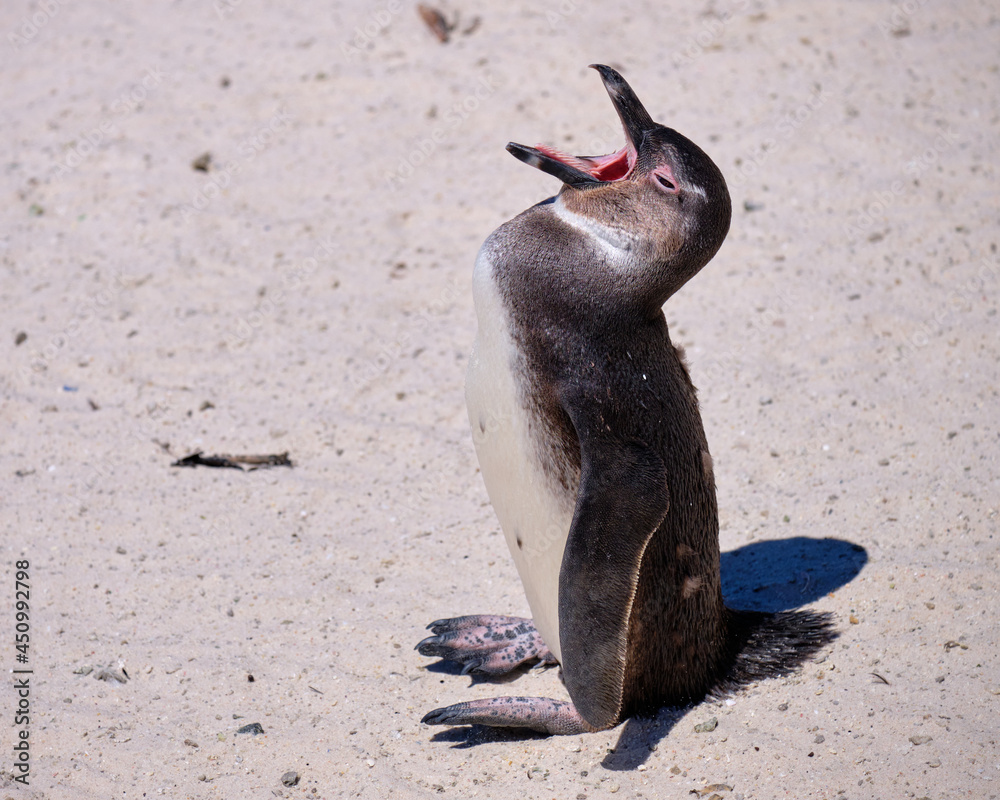 Sticker closeup shot of a young african penguin with its mouth widely open