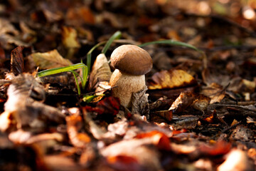 White mushrooms in the woods, on a background of leaves, bright sunlight. Boletus. Mushroom