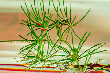 floating pine needles and cones