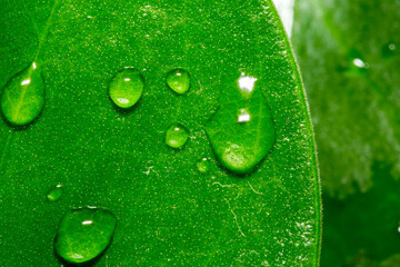 water drops on green leaf
