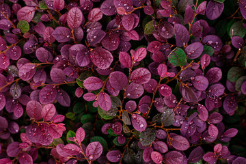 Full Frame of Purple Leaves Pattern Background, Nature Lush Foliage Leaf  Texture , tropical leaf