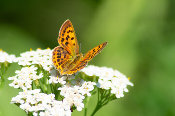 Dostojka latonia