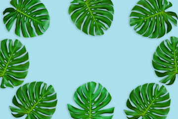 Fototapeta na wymiar Creative layout of colorful tropical monstera leaf on pastel blue background. minimal summer exotic concept with copy space, flat lay.