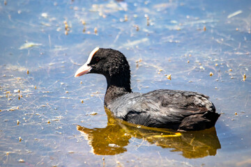 Foulque -fulica atra - de profil sur l'eau