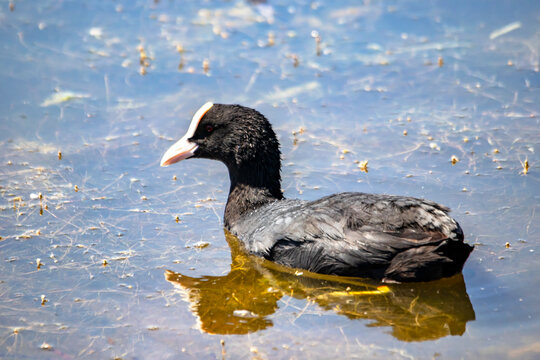 Foulque -fulica atra - de profil sur l'eau