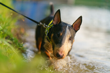 Beautiful Bull Terrier dog walking in the hot summer day. Animals' theme. Dog standing in the water in lake in the Moscow city public park