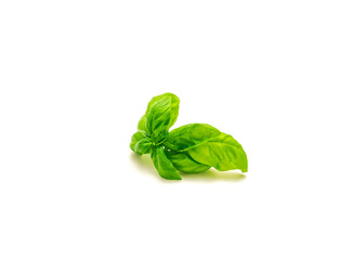 Fresh cut branch of organic Italian sweet basil (Ocimum basilicum) leaves on steam isolated on white