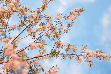 tree in bloom