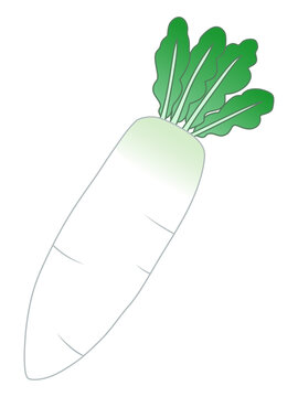 大根