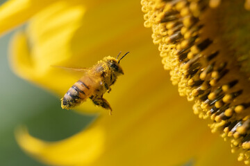 Honey bee flying for collecting pollen and nectar