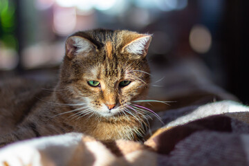 Domestic tricolor (white, gray, red) mestizo cat with green eyes lies on a blanket. Sun on the face. Close-up, dark background, bokeh.