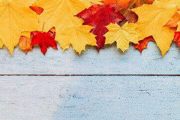 red and yellow dry autumn maple leaves, top in a row on a blue wooden background. fall concept....