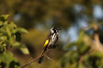 New Holland Honeyeater