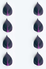 Dark purple leaves on white background 