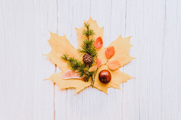 single red and yellow dry autumn maple leaf, on top of them are chestnuts, maple seeds, and a sprig of larch with cones, on a beige wooden background. fall concept, flat lay