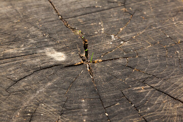 A small, green sprout of the plant makes its way through the dry stump.