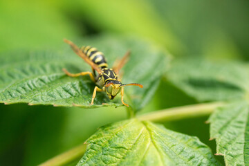 Wasp on the green leaf in nature.Insect
