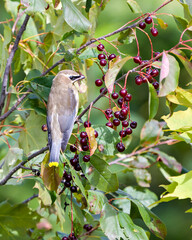 Cedar Waxwing Stock Photo and Image. Waxwing juvenile bird perched eating wild berry fruits in its environment and habitat surrounding. ....