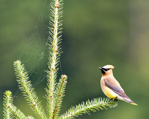 Cedar Waxwing Stock Photo and Image. Perched on coniferous branches with a spider web and green background in its environment and habitat surrounding.