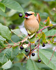 Cedar Waxwing Stock Photo and Image. Perched catching a wild berry fruit in its open beak enjoying its environment and habitat surrounding with a blur background.